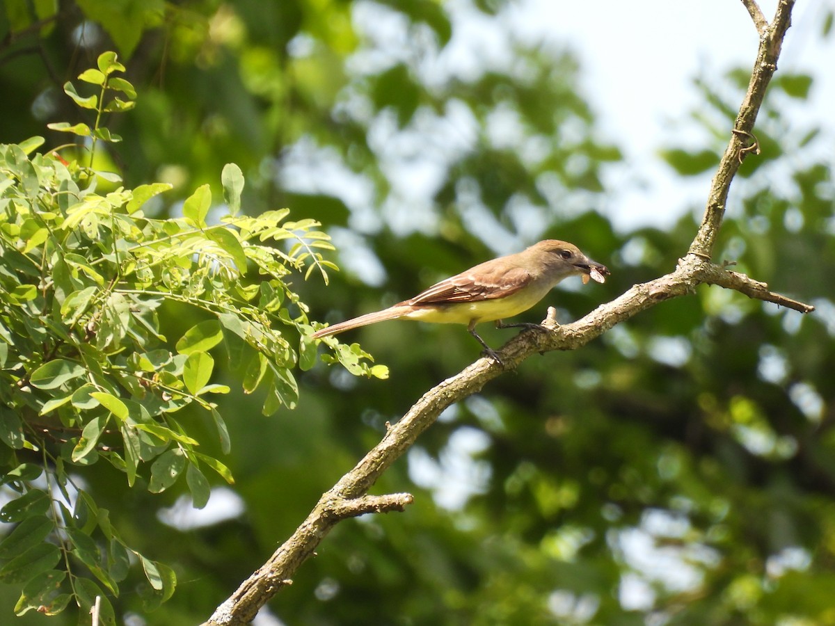 Great Crested Flycatcher - ML620473117