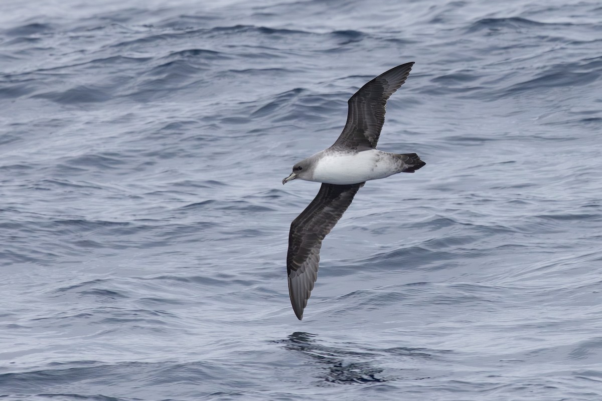 Gray Petrel - Dave Howes