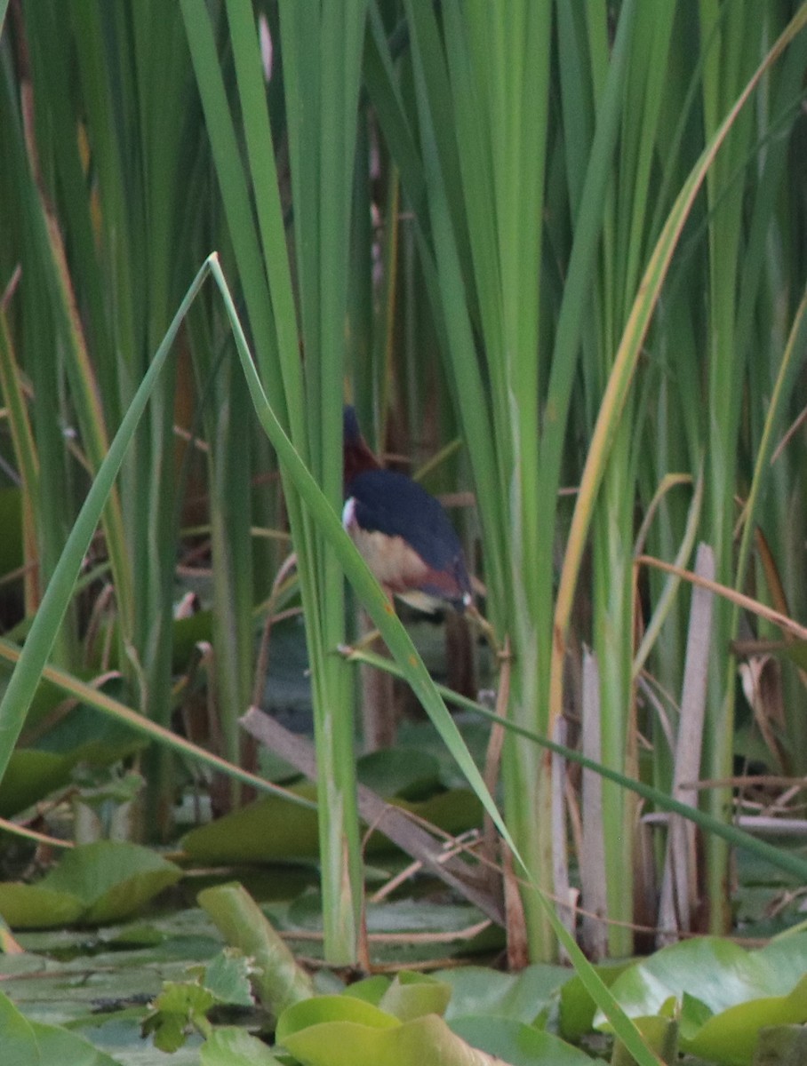 Least Bittern - ML620473132