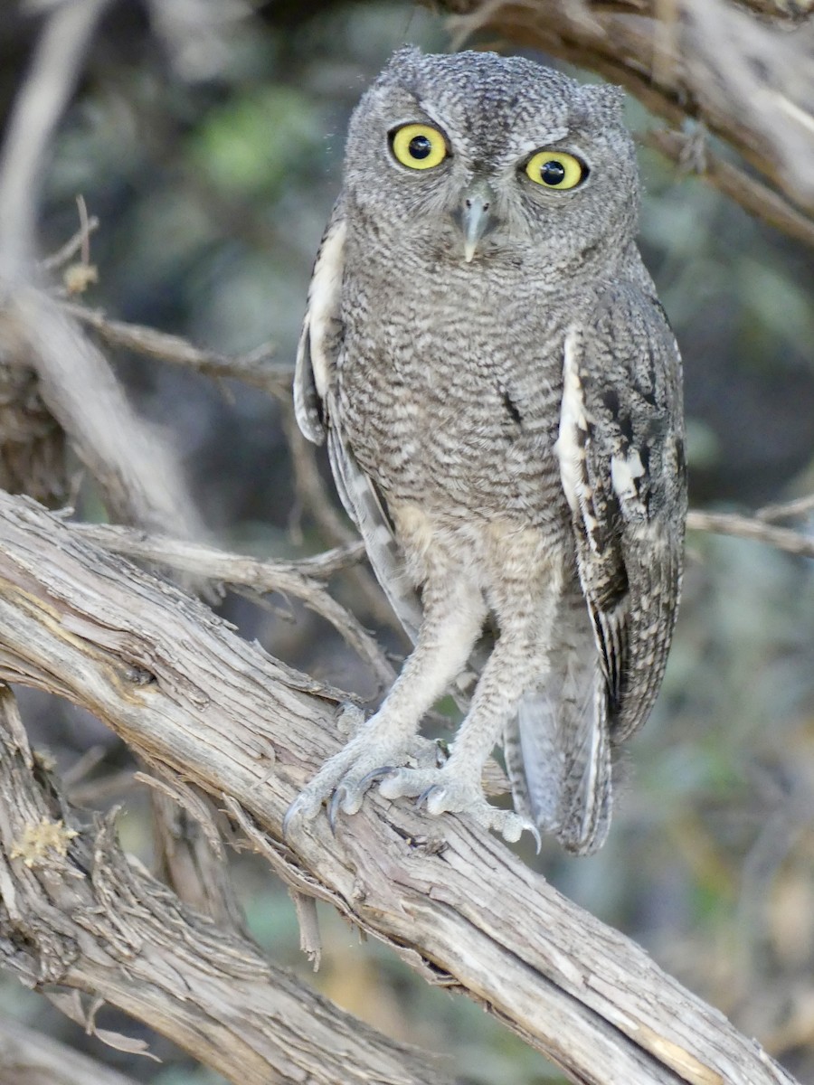 Western Screech-Owl - ML620473138