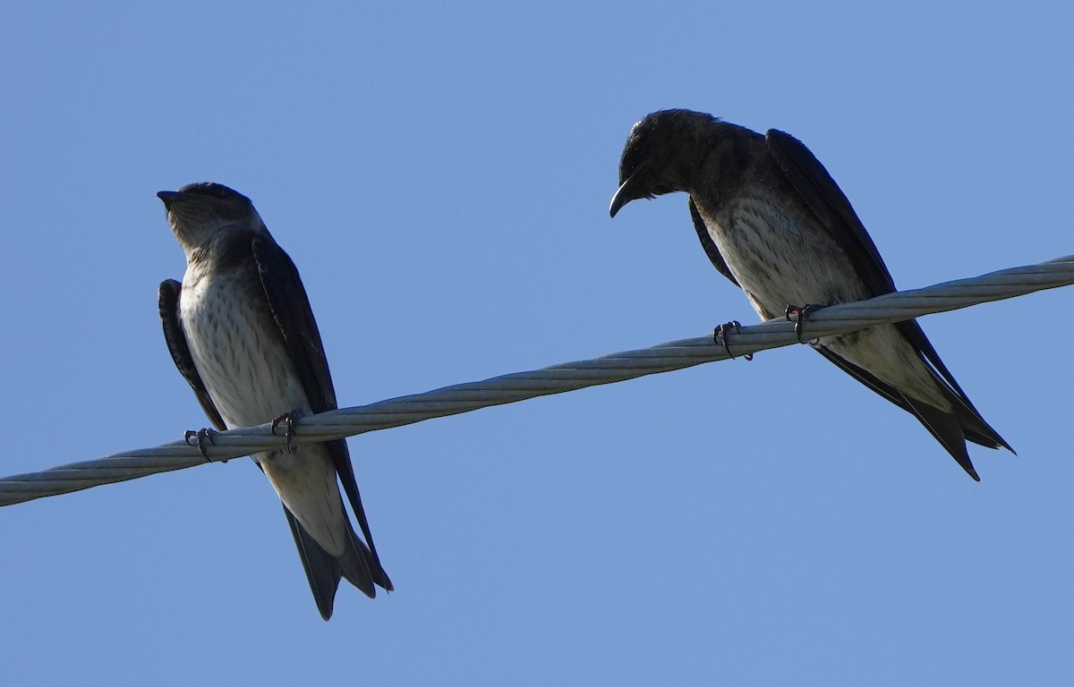 Purple Martin - ML620473149