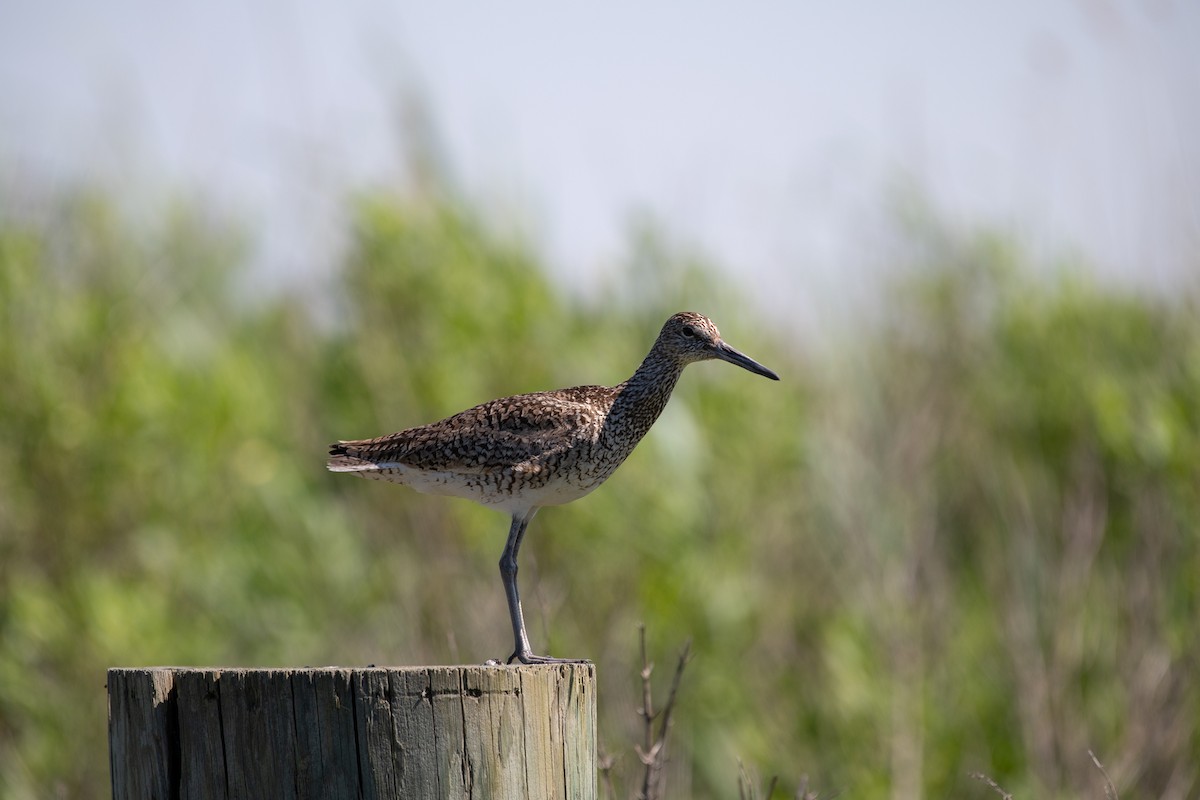 Willet - ML620473158