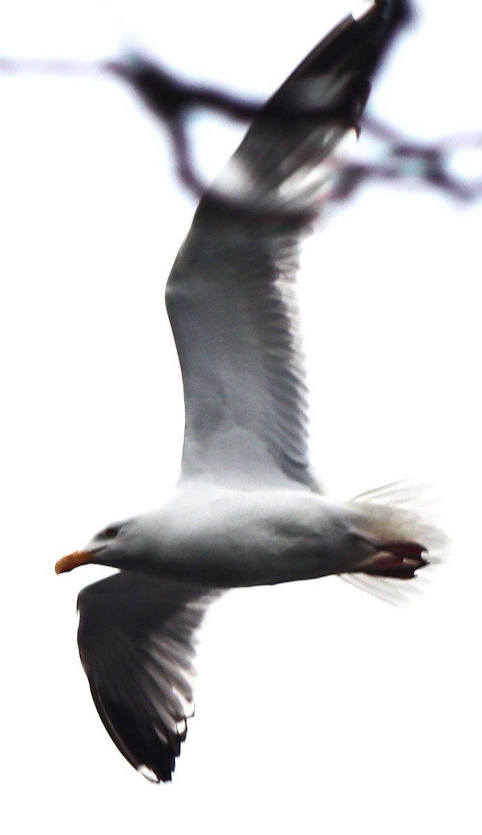 Herring Gull - ML620473165