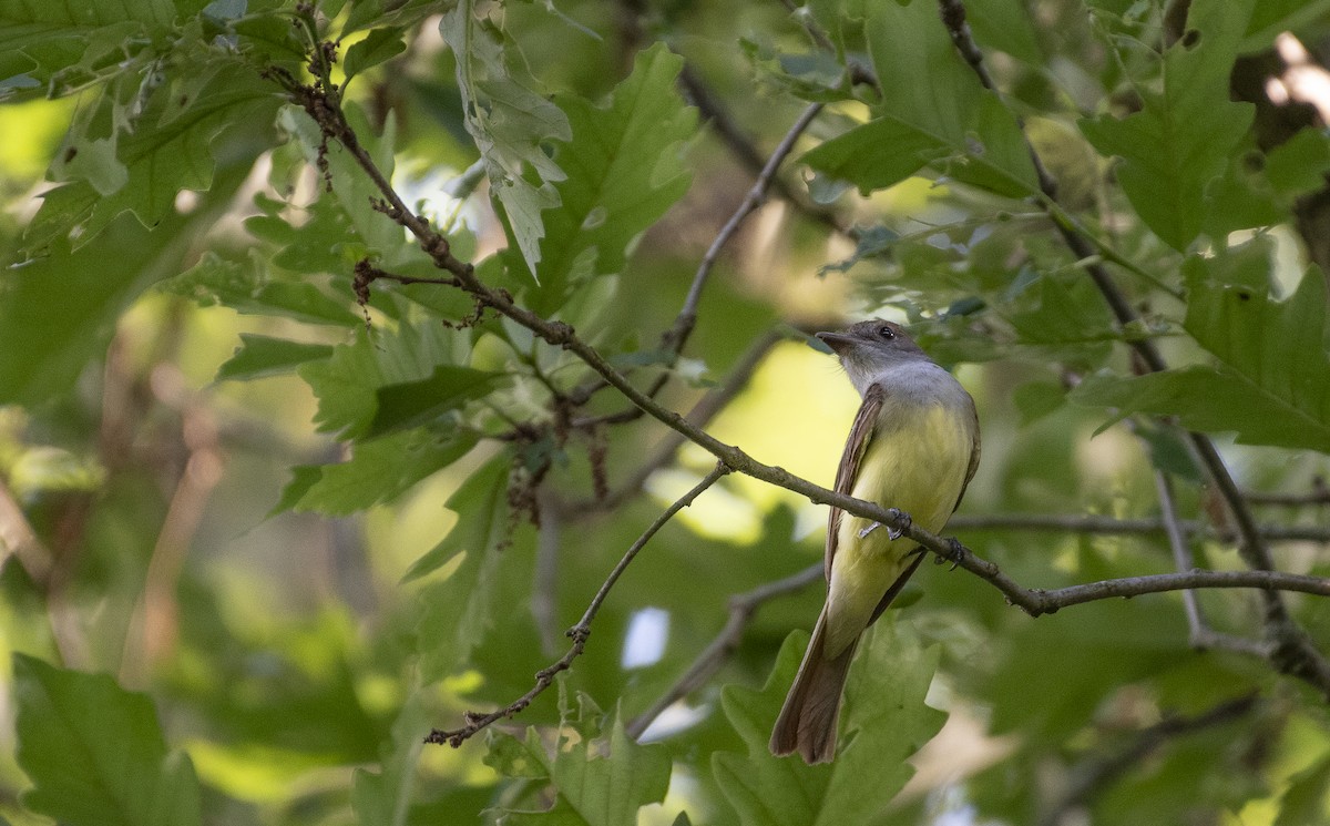 Great Crested Flycatcher - ML620473166