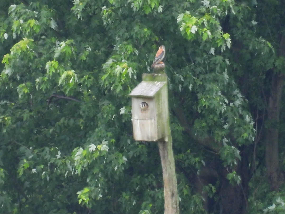 American Kestrel - ML620473168