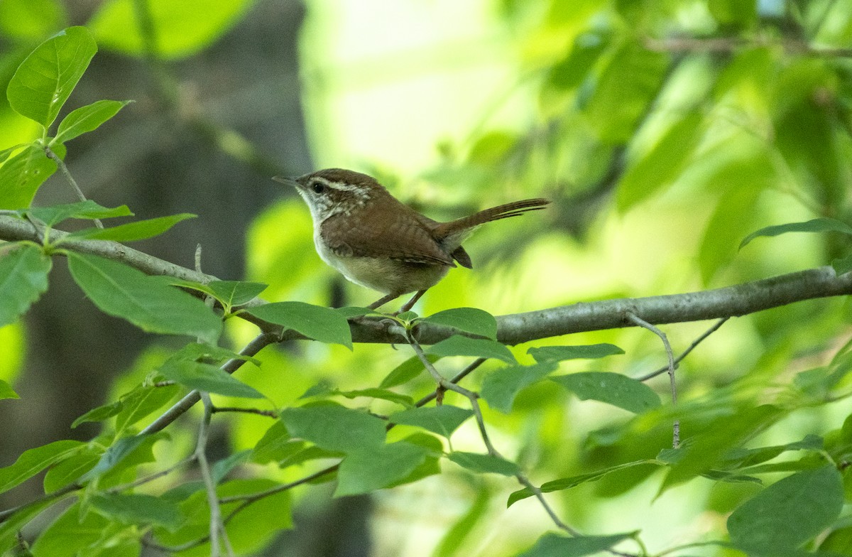 Carolina Wren - ML620473171