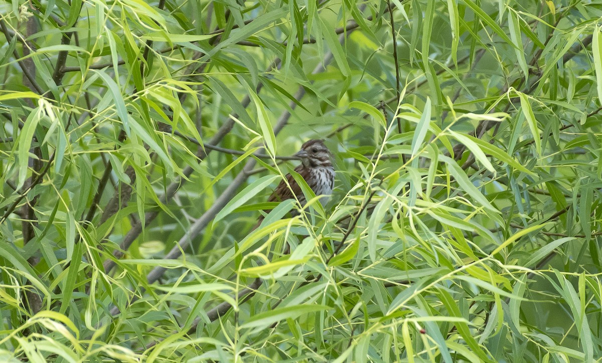 Song Sparrow - ML620473177