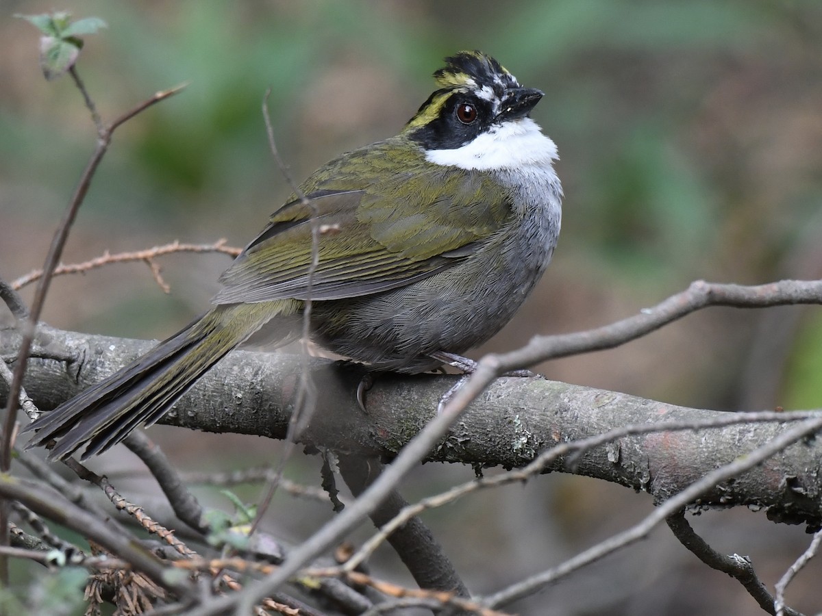 Green-striped Brushfinch - ML620473179