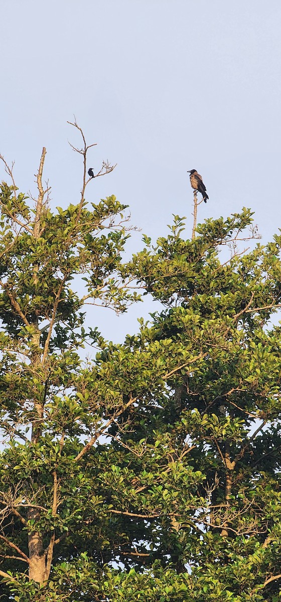 Hooded Crow - ML620473180