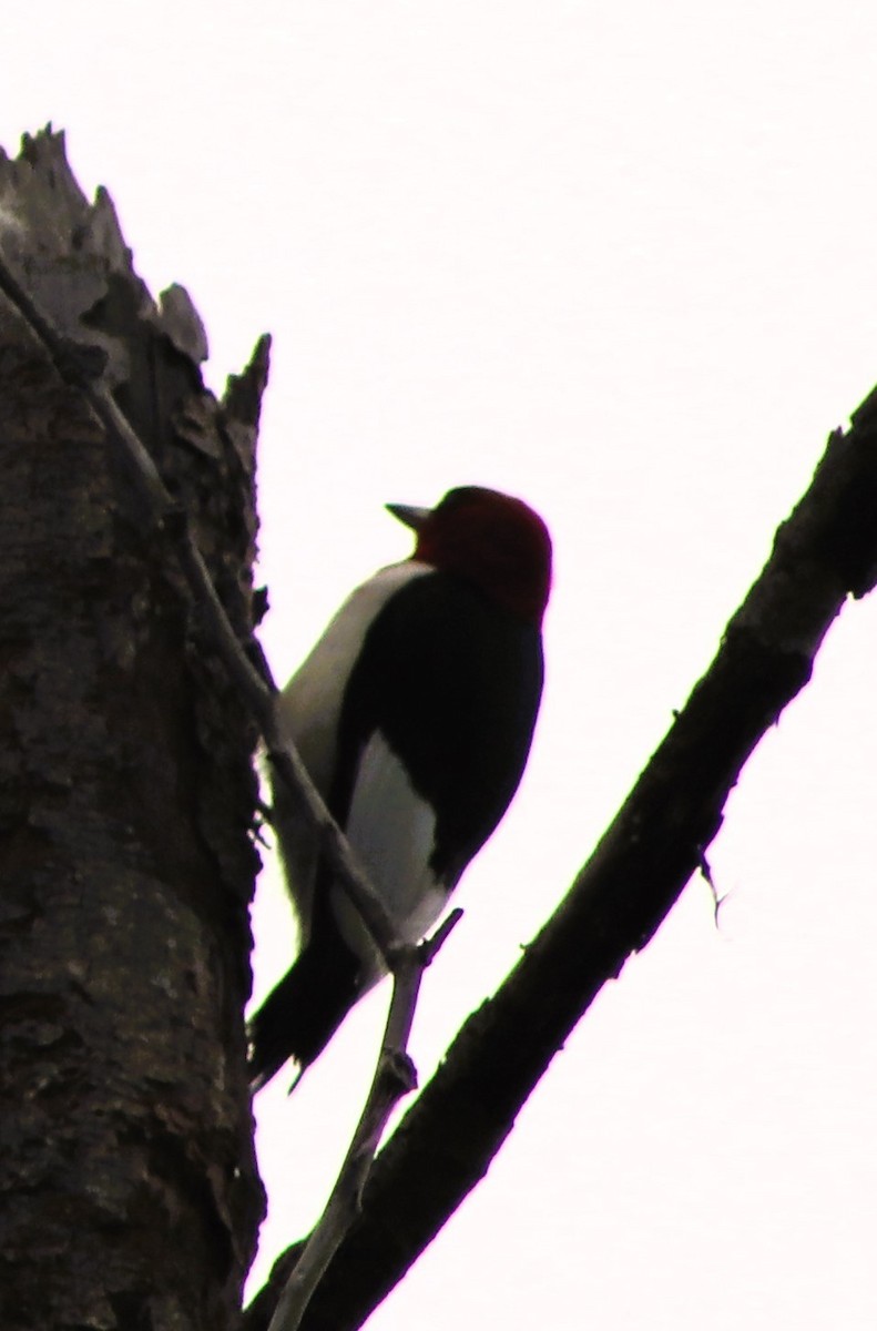 Red-headed Woodpecker - ML620473181