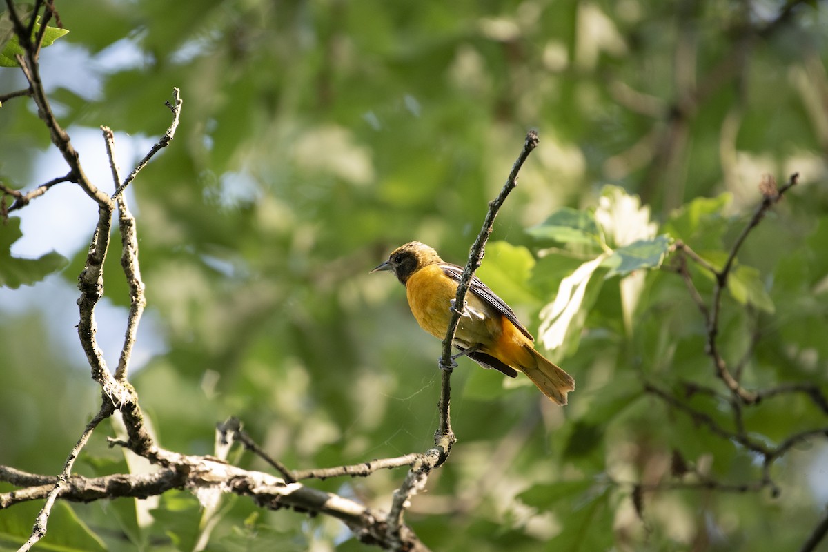 Oriole de Baltimore - ML620473185