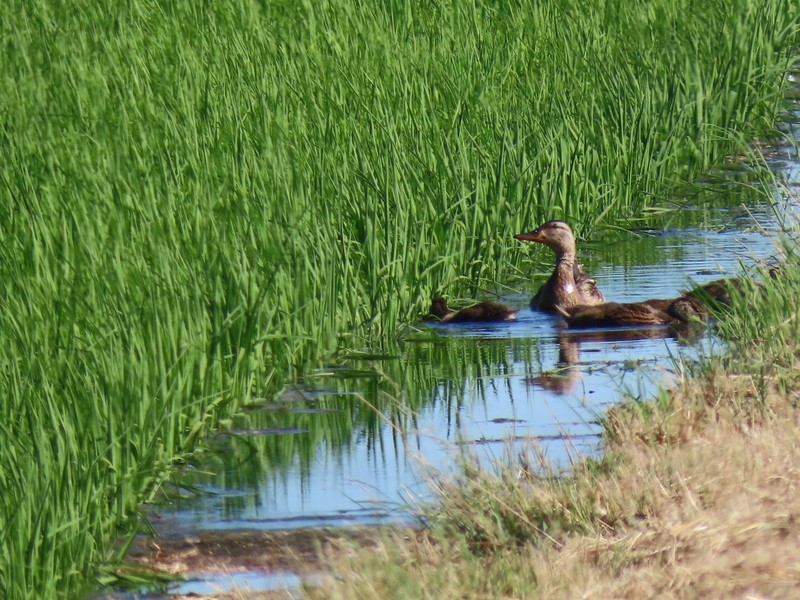 Mallard - suga moriwaki