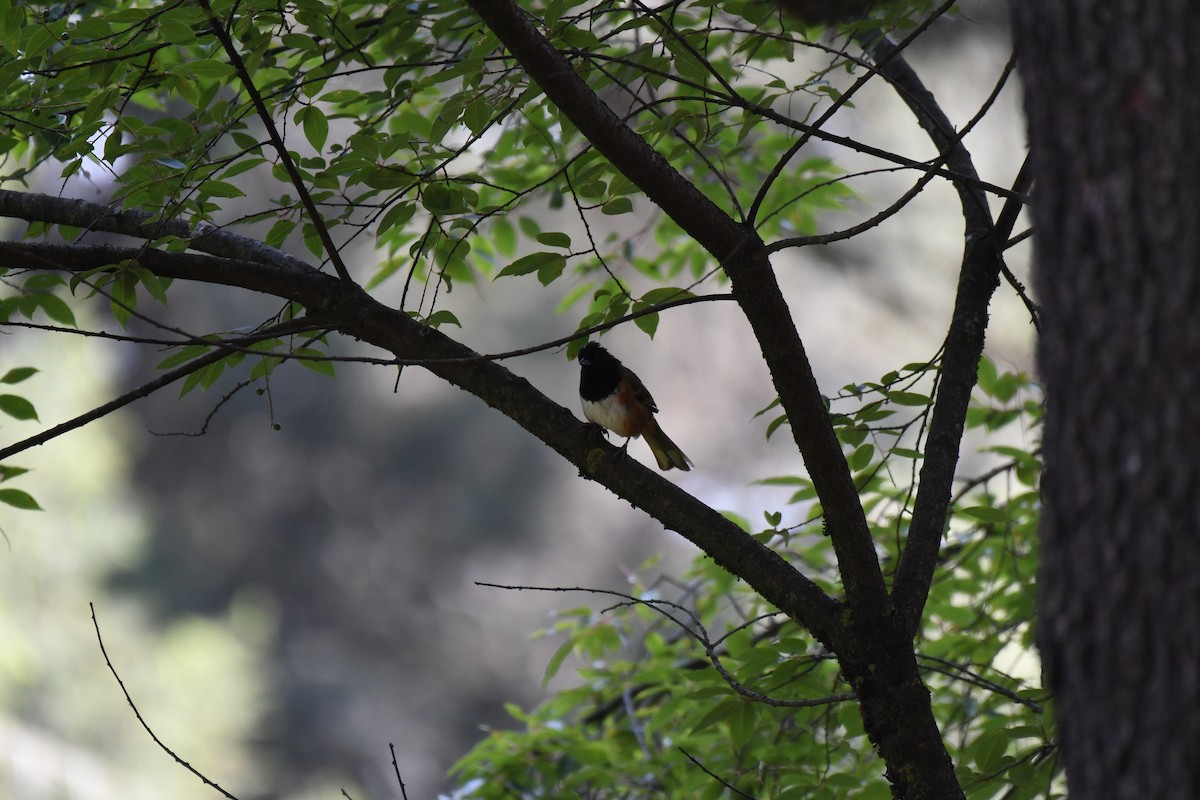 Spotted Towhee (Olive-backed) - ML620473195