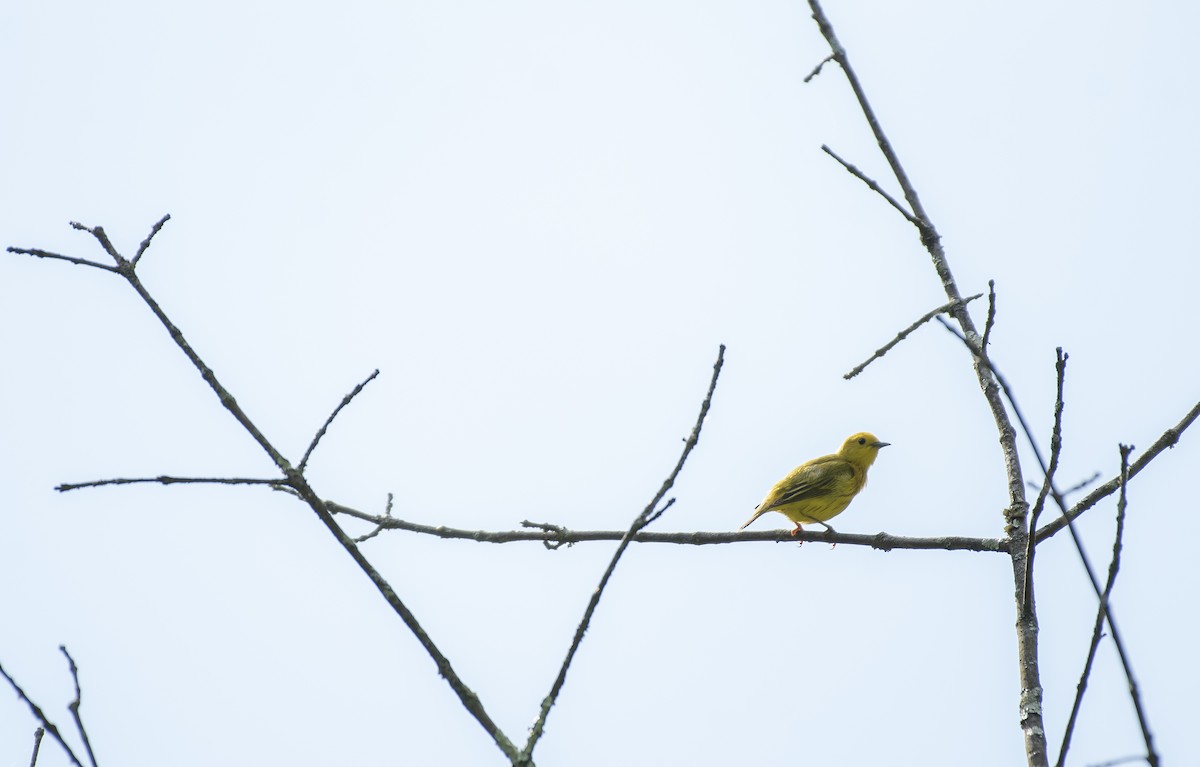 Yellow Warbler - ML620473196