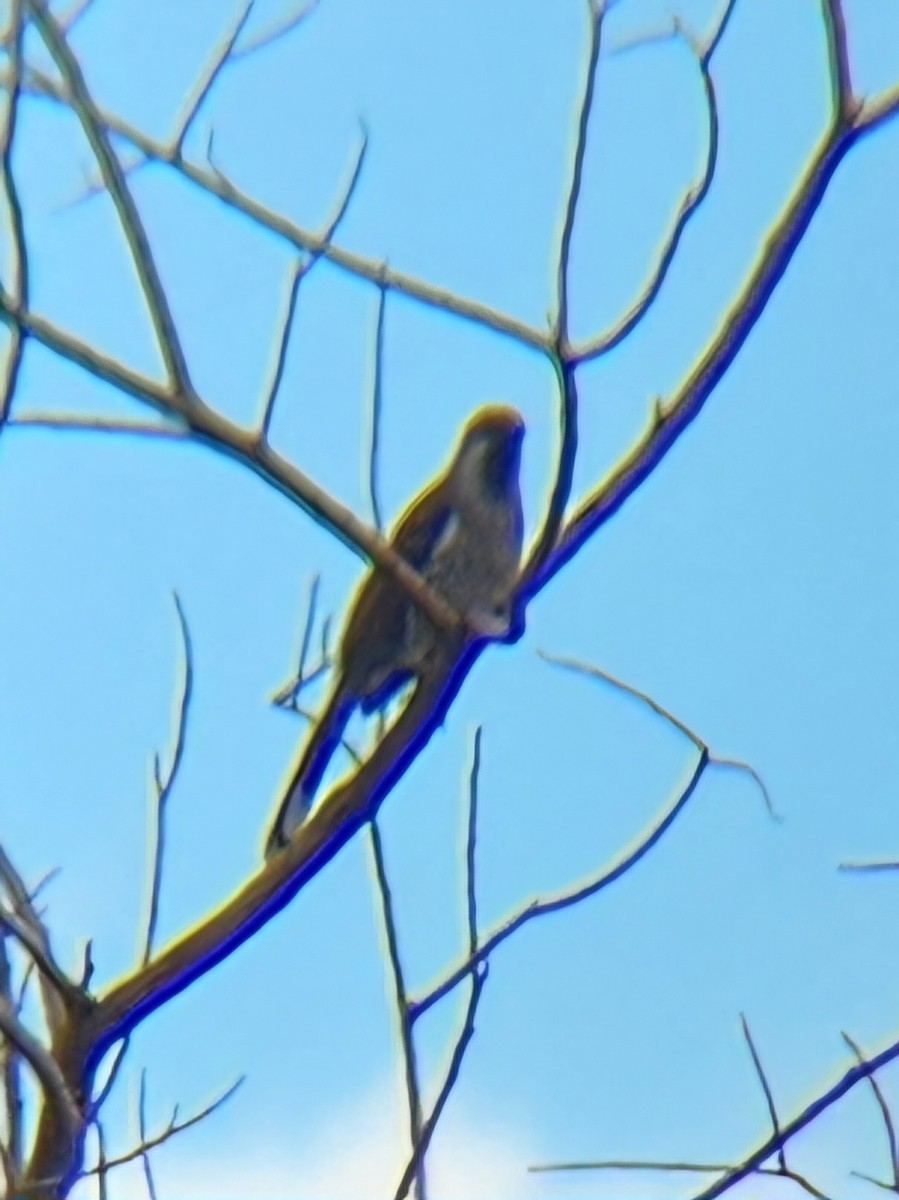 Western Wattlebird - ML620473198