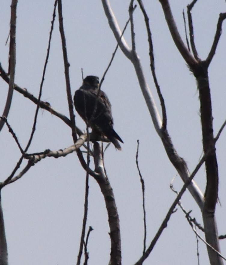 Halcón Peregrino - ML620473206