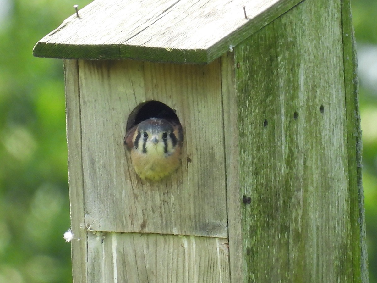 American Kestrel - ML620473209