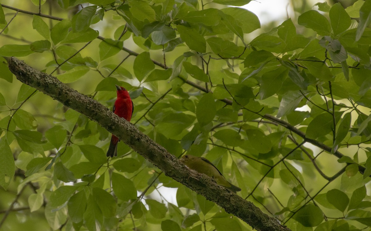 Scarlet Tanager - ML620473212