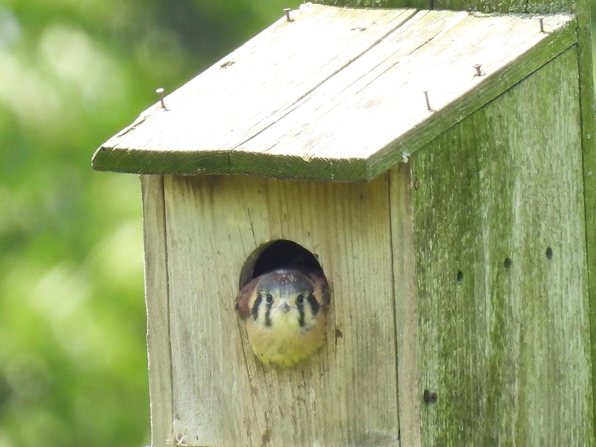 American Kestrel - ML620473213