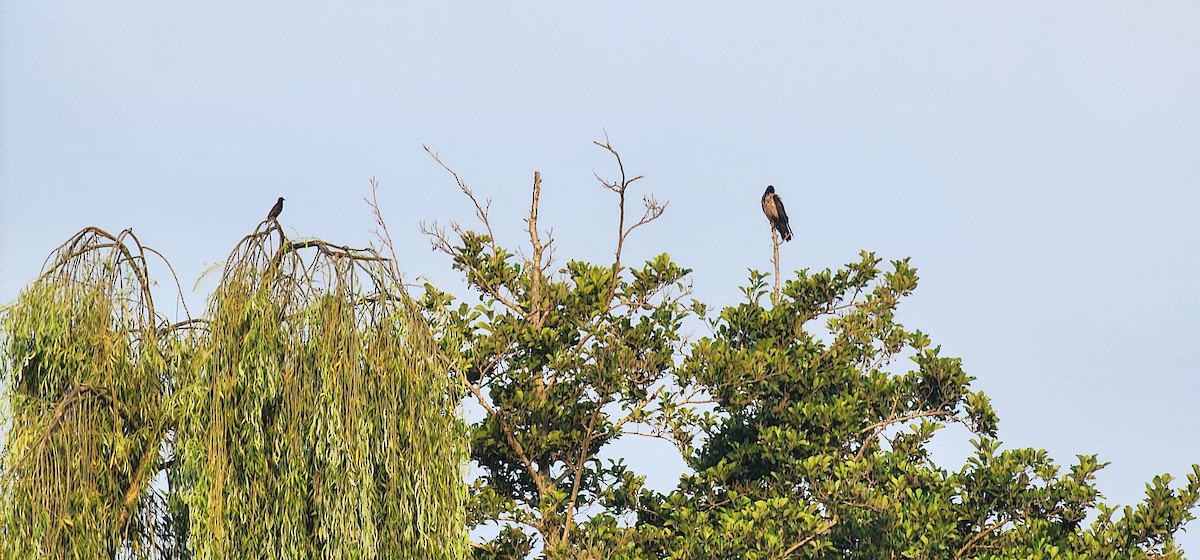 European Starling - ML620473214