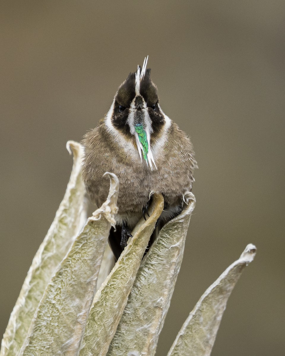 Green-bearded Helmetcrest - ML620473216