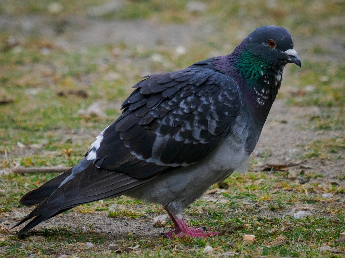 Rock Pigeon (Feral Pigeon) - ML620473217