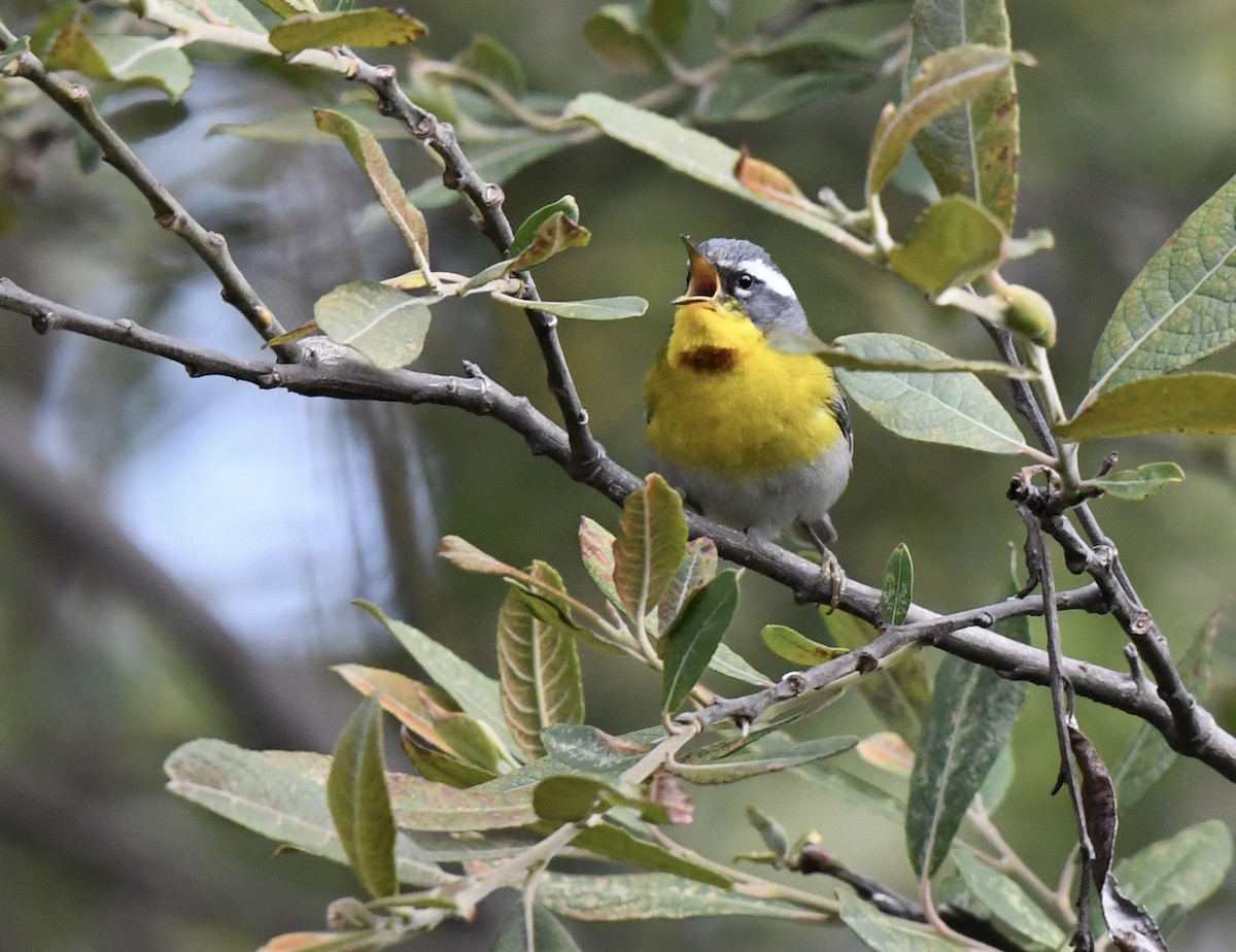 Crescent-chested Warbler - ML620473220