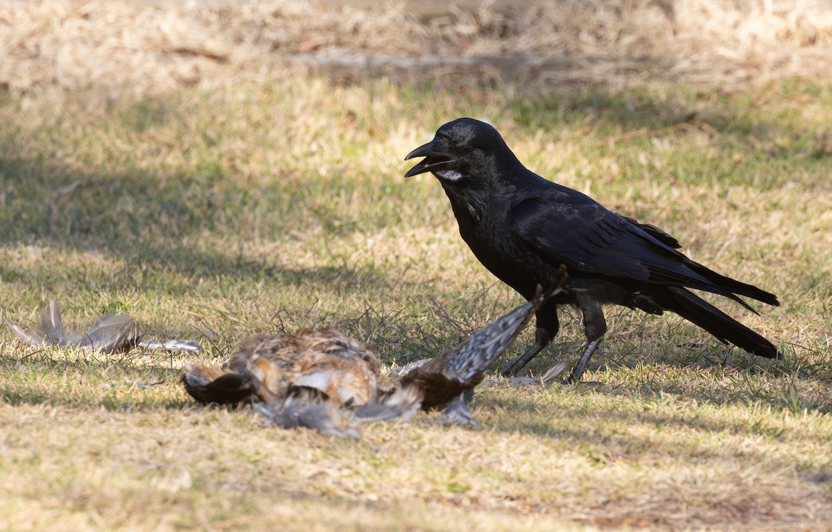 Australian Raven - ML620473221