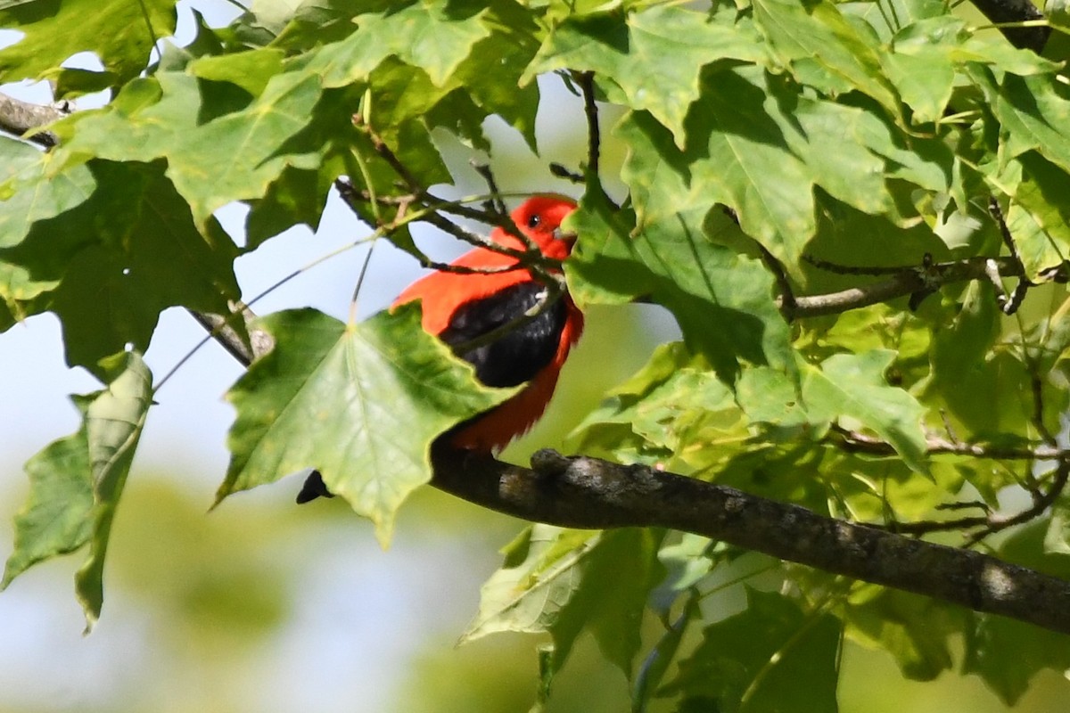 Scarlet Tanager - ML620473223