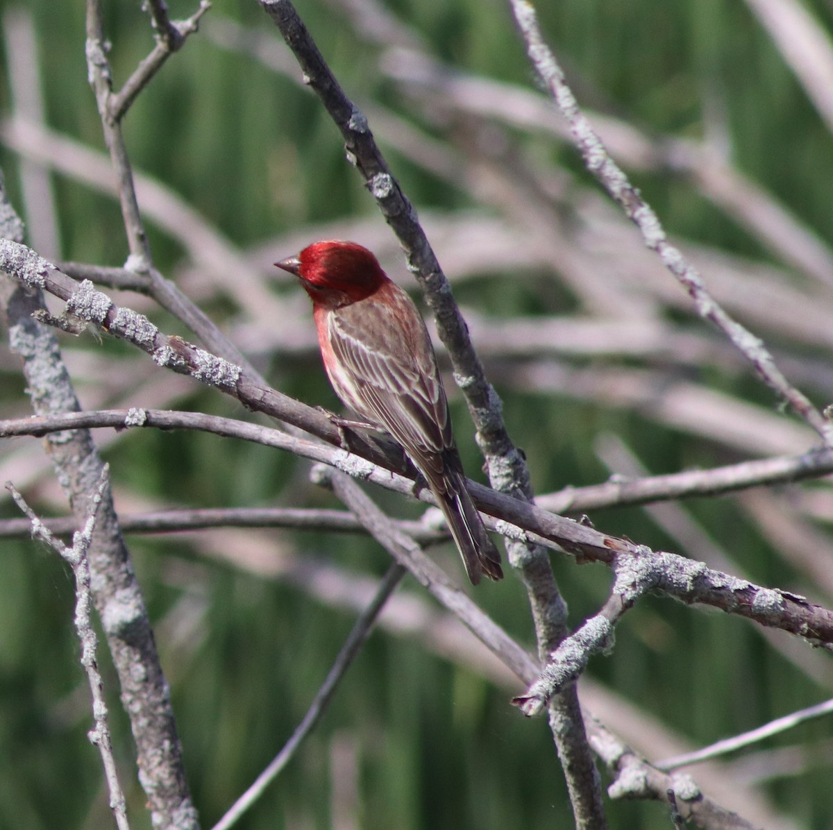 House Finch - ML620473224