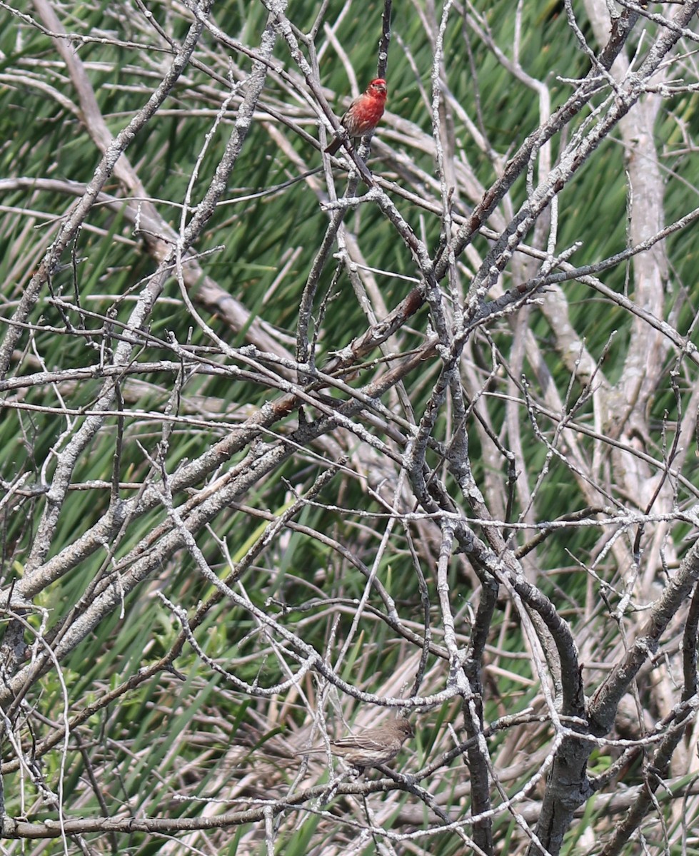 House Finch - ML620473225