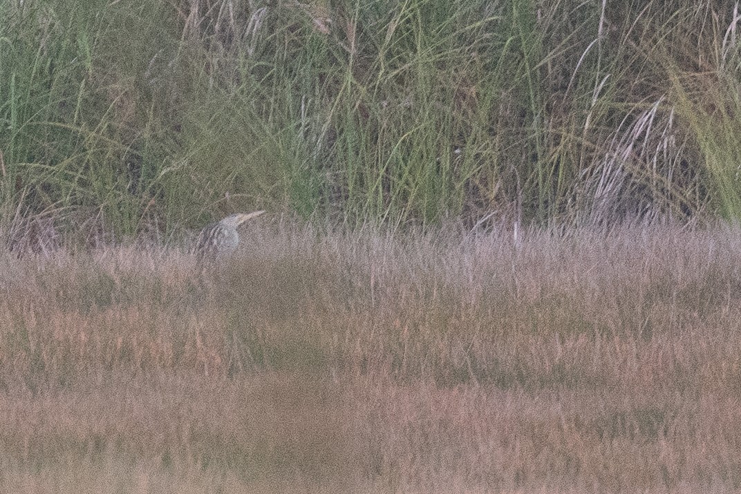 Pinnated Bittern - ML620473227