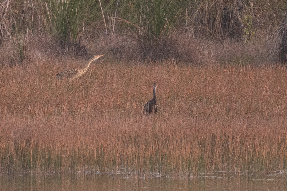 Pinnated Bittern - Ben  Lucking