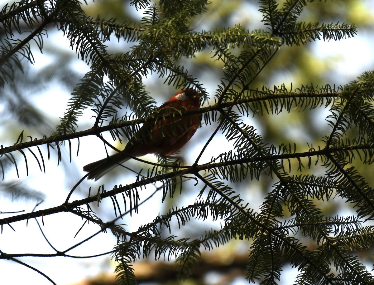 Red Warbler - Carl Ebeling