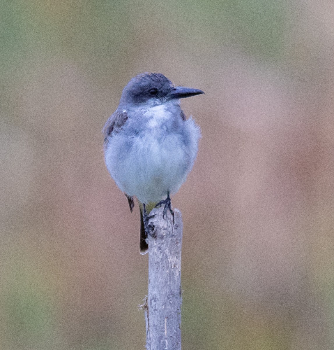 Gray Kingbird - ML620473239