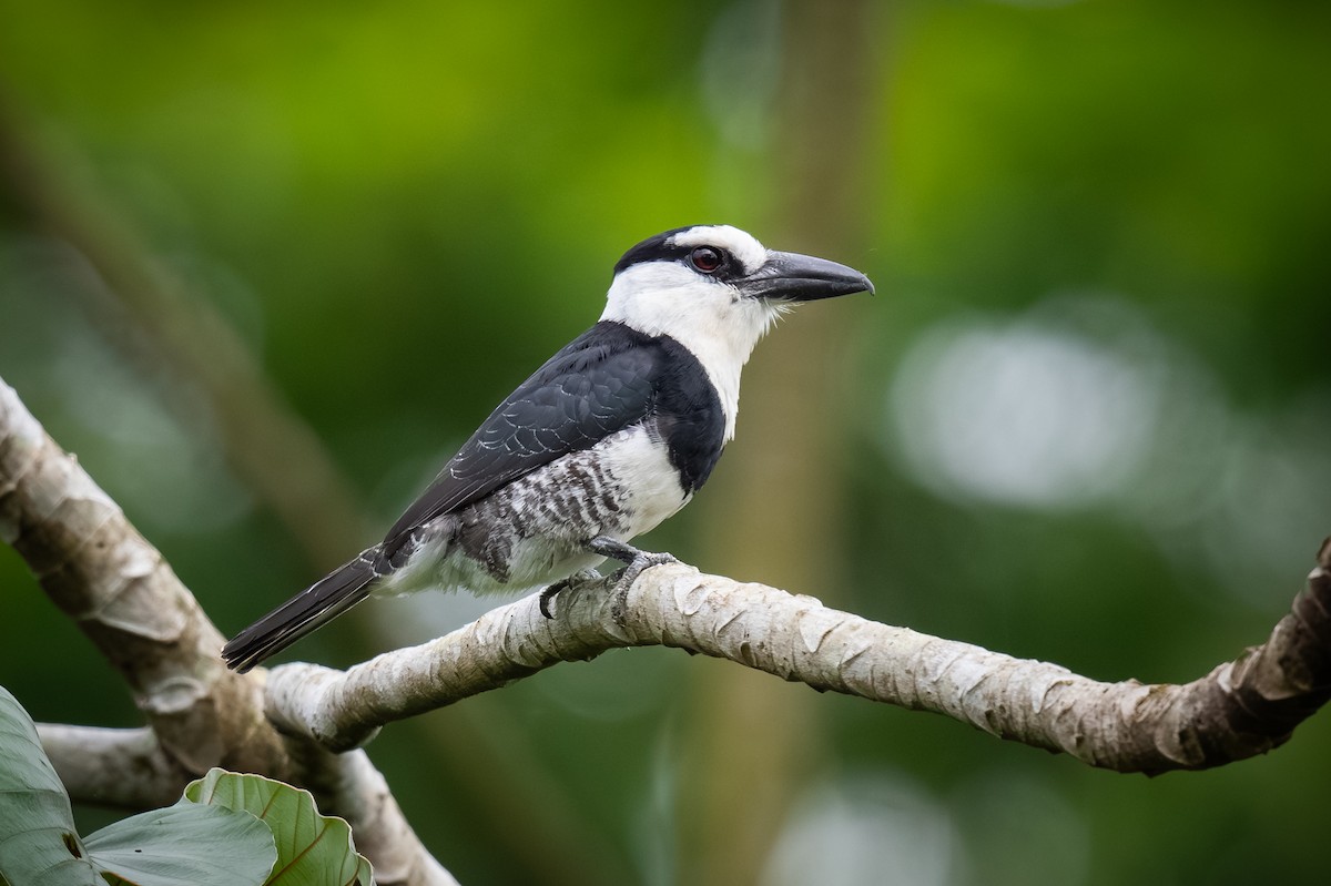 White-necked Puffbird - ML620473240