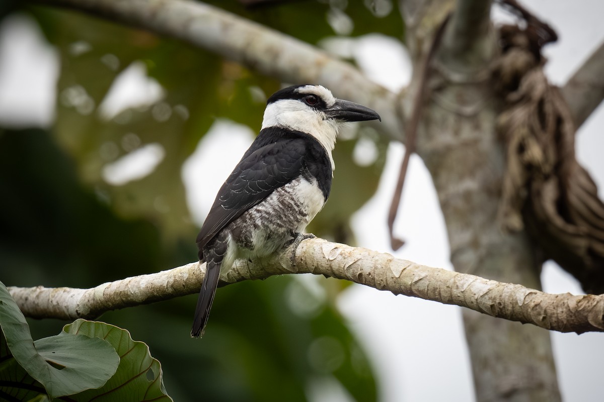 Weißnacken-Faulvogel - ML620473241