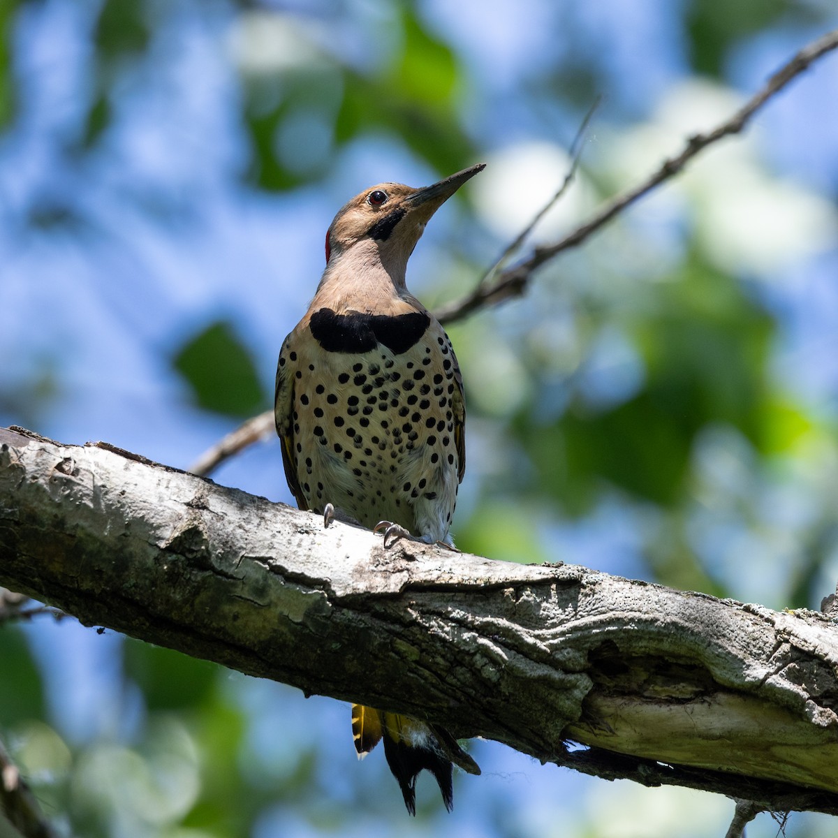 Northern Flicker - ML620473248