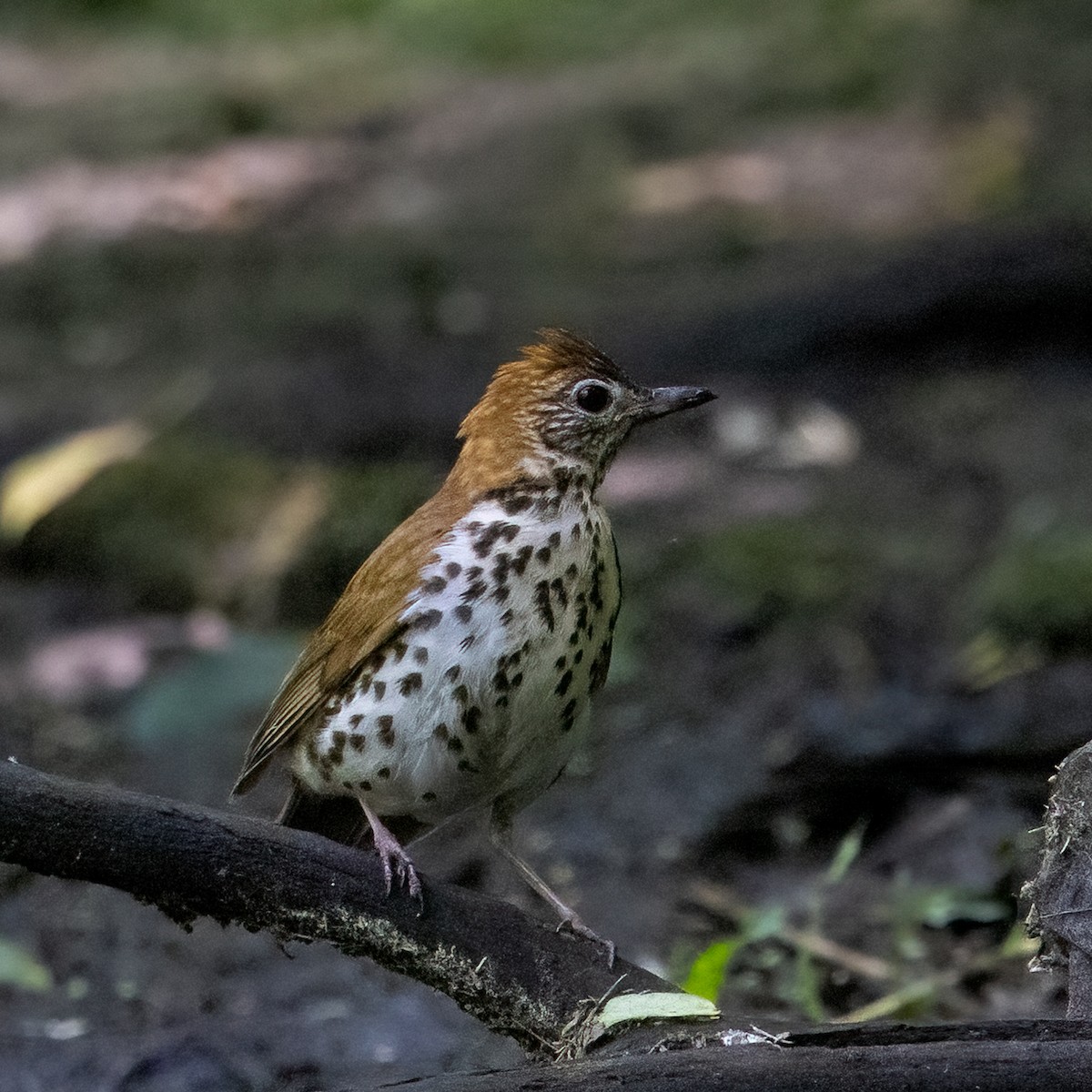 Wood Thrush - ML620473252