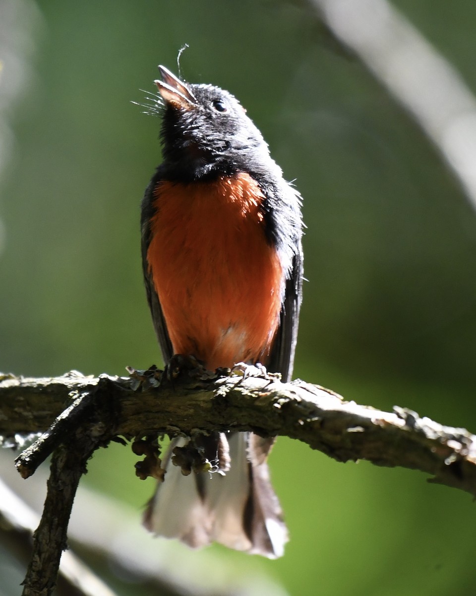 Slate-throated Redstart - ML620473259