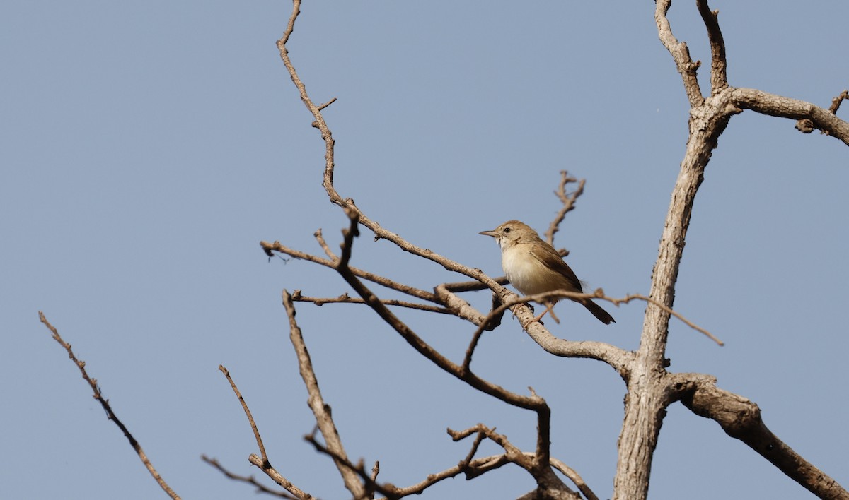 cisticola sp. - ML620473266