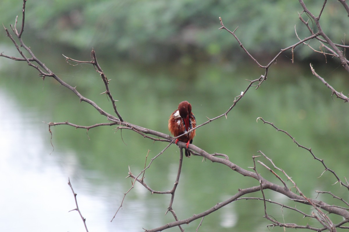 White-throated Kingfisher - ML620473269