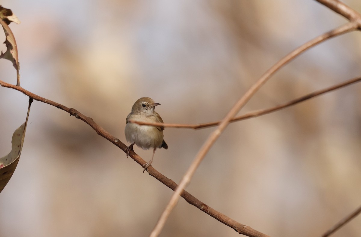 cisticola sp. - ML620473270