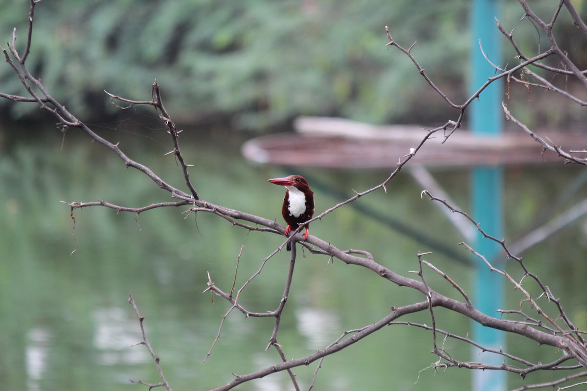 White-throated Kingfisher - ML620473271