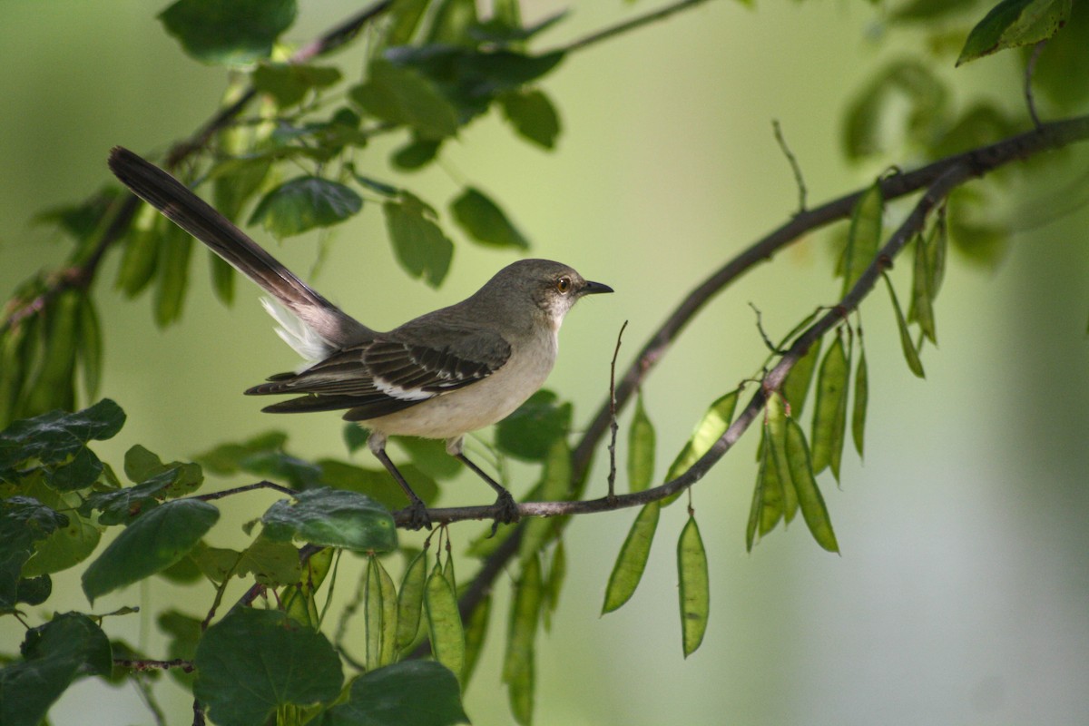 Northern Mockingbird - ML620473273