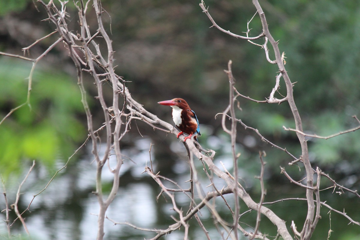 White-throated Kingfisher - ML620473274