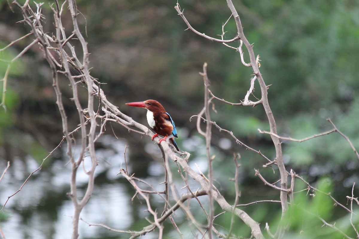 White-throated Kingfisher - ML620473276