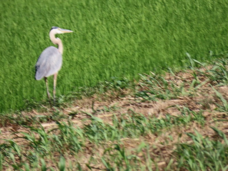 Great Blue Heron - ML620473277