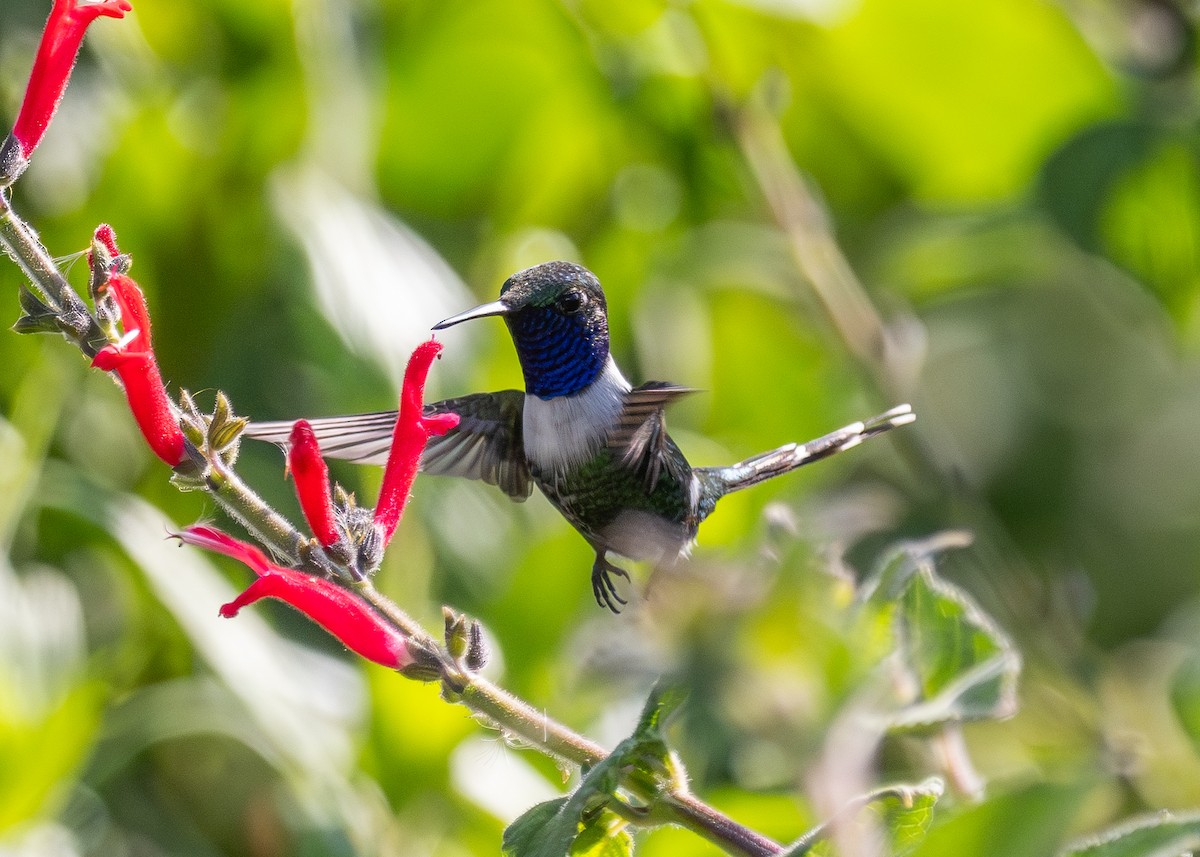 Sparkling-tailed Hummingbird - ML620473278