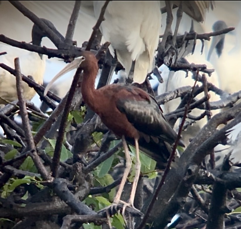 ibis hnědý - ML620473279